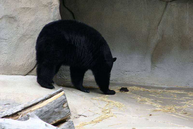 2007-05-06 15:55:02 ** Schwarzbär, Utah, Zoo ** Schwarzbär.