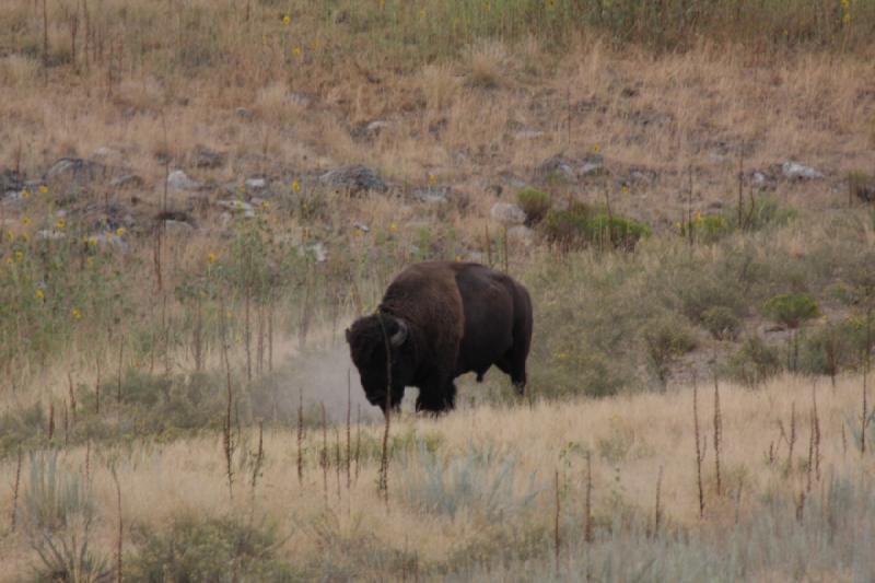 2013-08-24 15:35:25 ** Antelope Island, Bison, Utah ** 