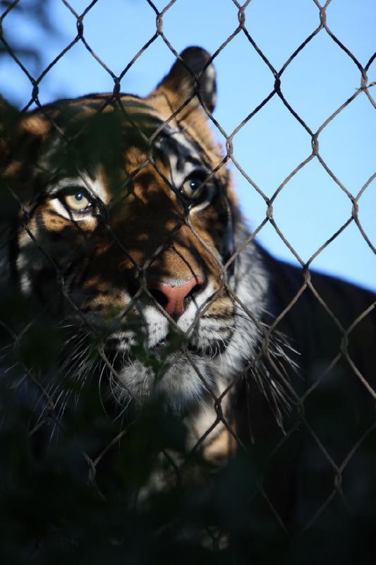 2011-07-16 07:54:19 ** Tiger, Utah, Zoo ** 