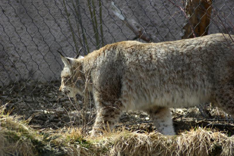 2007-03-11 14:31:50 ** Utah, Zoo ** Sibirischer Luchs.