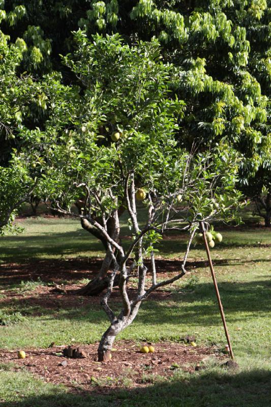 2011-11-27 09:57:18 ** Botanischer Garten, Hawaiʻi, Kauaʻi ** 