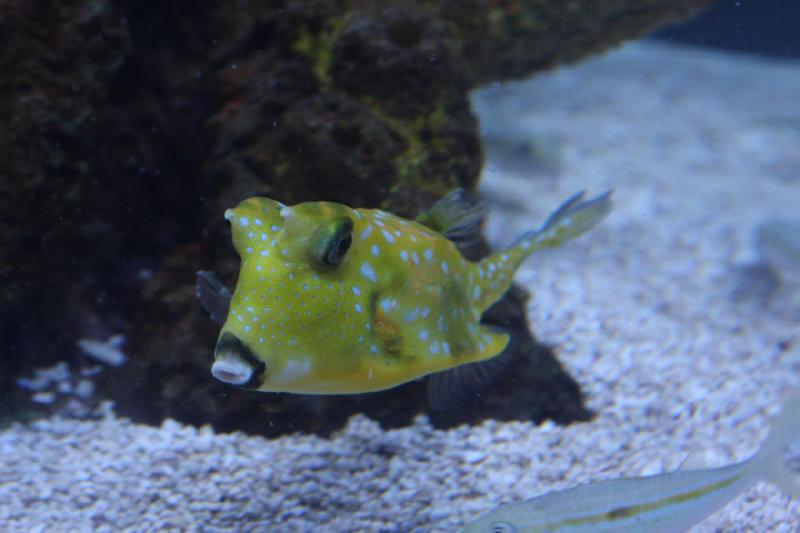 2012-06-16 11:05:43 ** Aquarium, Seattle ** 