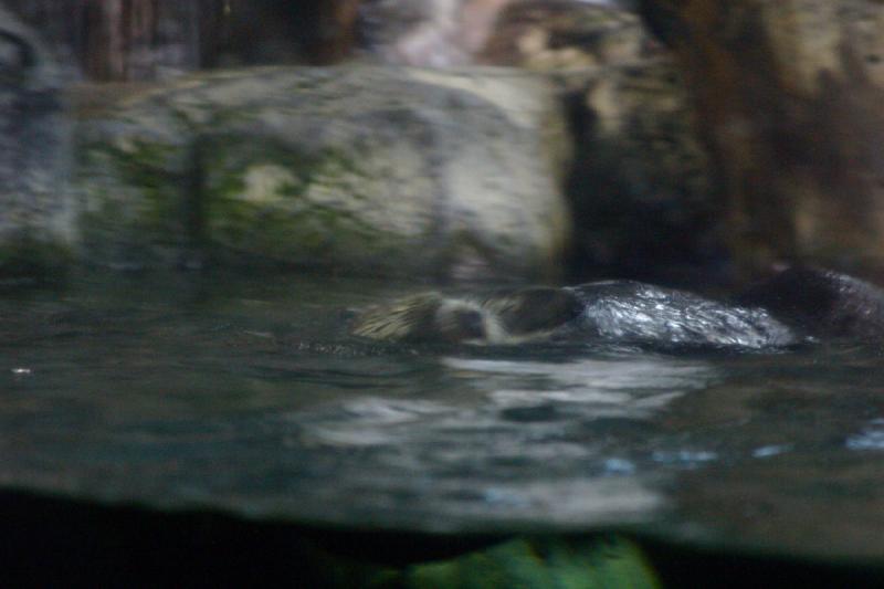 2007-10-13 10:51:08 ** Aquarium, Kalifornien, Zoo ** Seeotter.