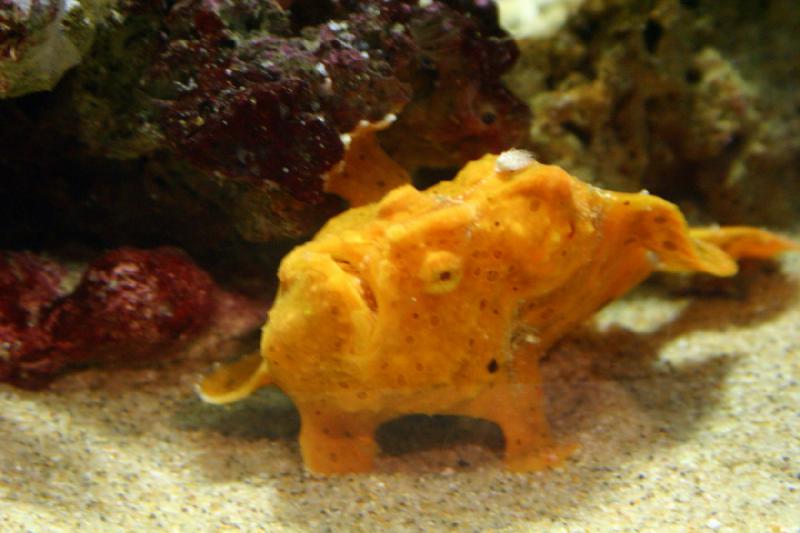 2007-10-13 13:05:36 ** Aquarium, California, Zoo ** This fish is well hidden between all the corals.