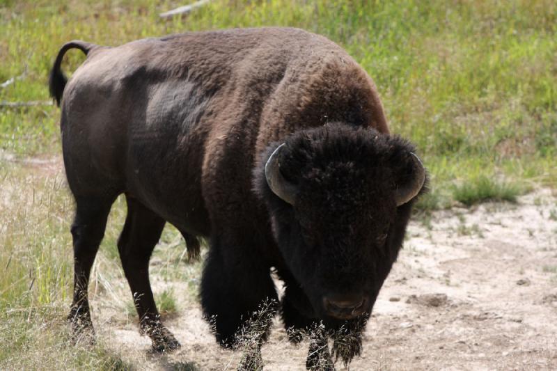 2009-08-05 09:35:29 ** Bison, Yellowstone National Park ** 