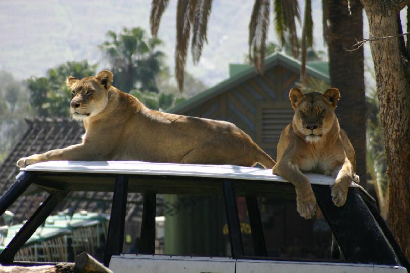 2008-03-21 12:43:22 ** San Diego, San Diego Zoo's Wild Animal Park ** Lionesses.