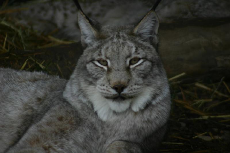 2007-12-09 15:51:18 ** Utah, Zoo ** Eurasischer Luchs.