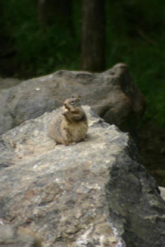 2005-05-07 14:47:03 ** Oregon, Roseburg, Zoo ** Etwas verwackeltes Hörnchen.