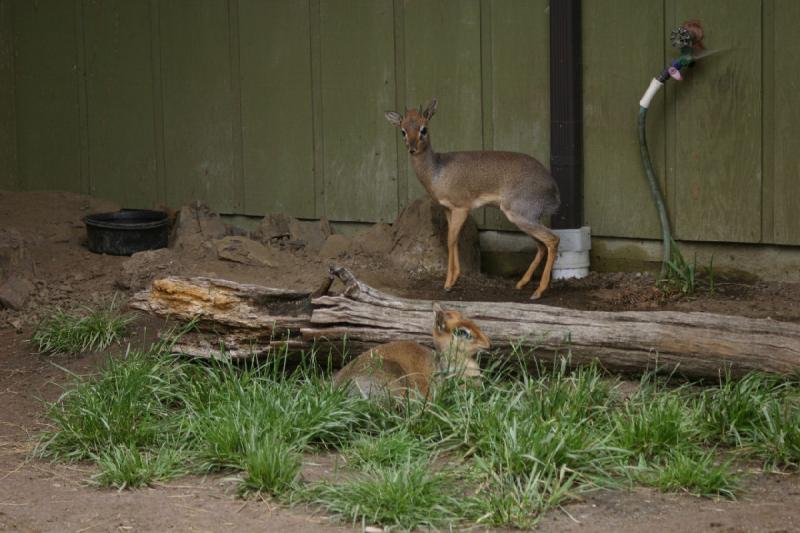 2005-05-07 13:42:34 ** Oregon, Roseburg, Zoo ** Little antelopes.