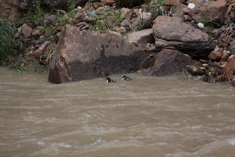 2011-05-29 10:00:28 ** Utah, Zion Nationalpark ** 