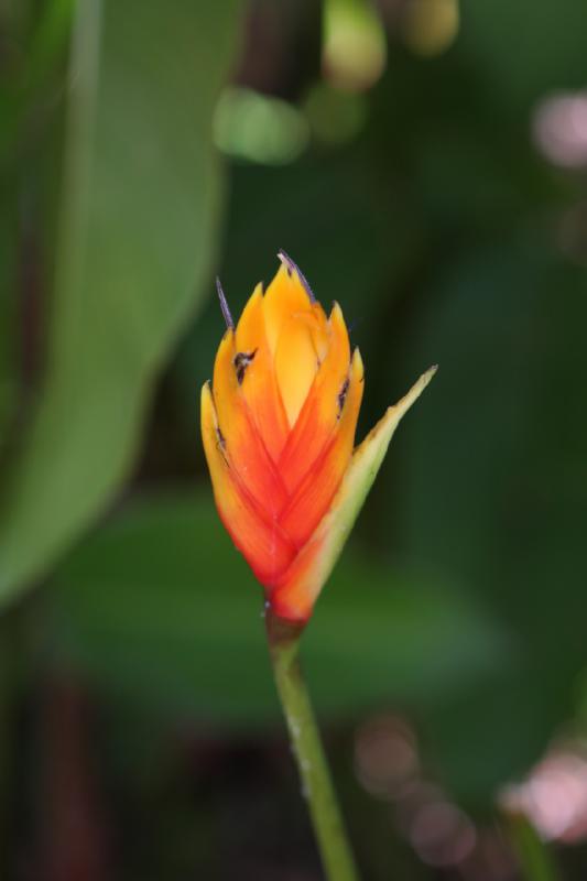 2011-11-27 12:01:08 ** Botanischer Garten, Hawaiʻi, Kauaʻi ** 