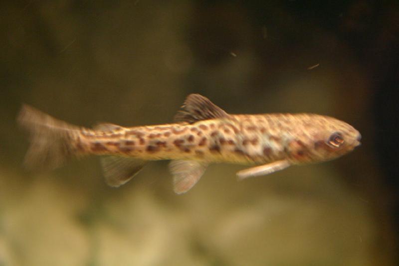 2007-12-15 12:41:30 ** Aquarium, Utah, Zoo ** Tiger Trout.