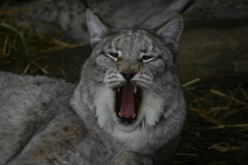 2007-12-09 15:51:26 ** Utah, Zoo ** Eurasischer Luchs gähnt.