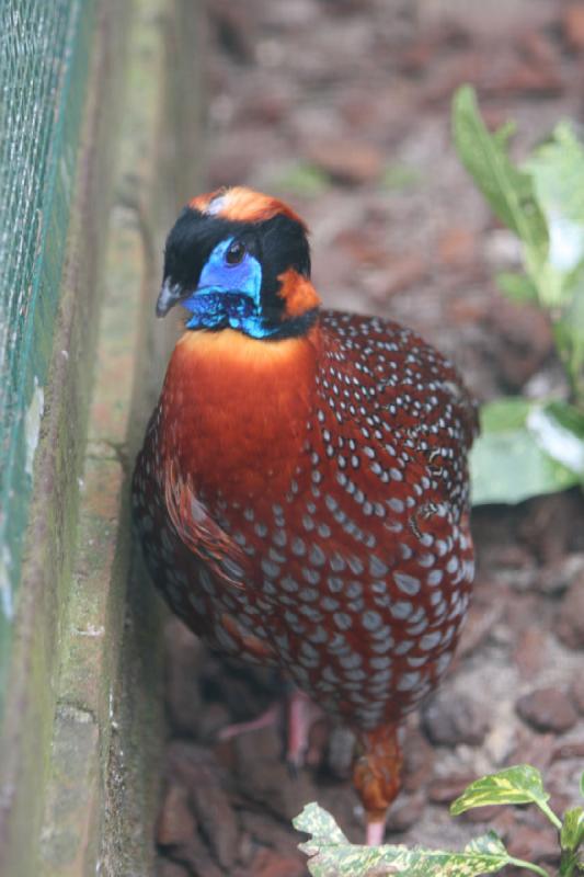 2010-04-13 15:19:58 ** Deutschland, Walsrode, Zoo ** 