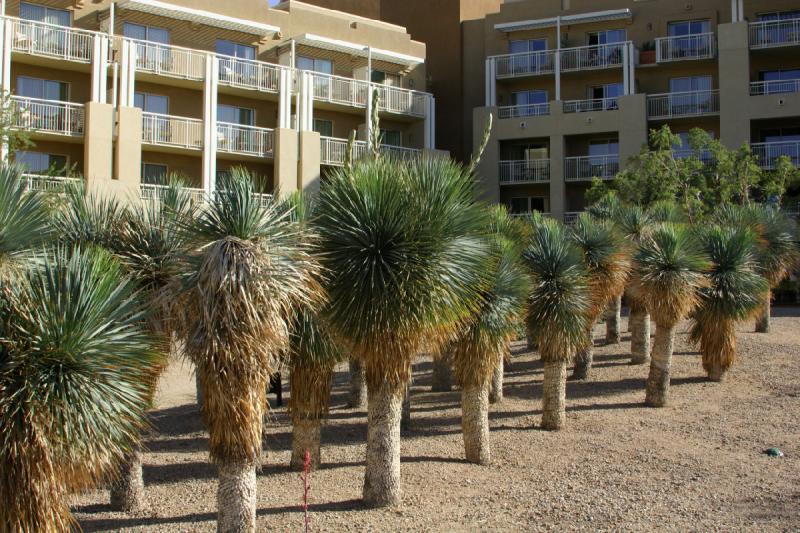 2007-04-15 16:39:40 ** Kaktus, Phoenix ** 'Yucca Elata', in der englischen Übersetzung 'Soaptree Yucca' oder 'Seifenbaum Yucca', wenn ich mich nicht täusche.