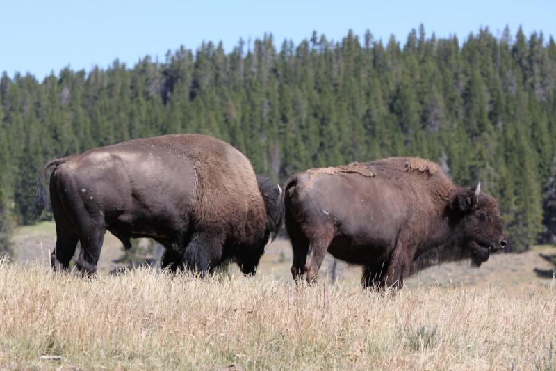 2008-08-16 11:49:16 ** Bison, Yellowstone National Park ** 