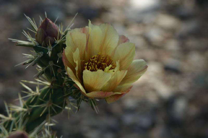 2007-04-14 15:51:28 ** Cactus, Phoenix, Taliesin West ** Cactus flower. 2007-04-14 15:51:28 ** Cactus, Phoenix, Taliesin West ** Cactus flower.