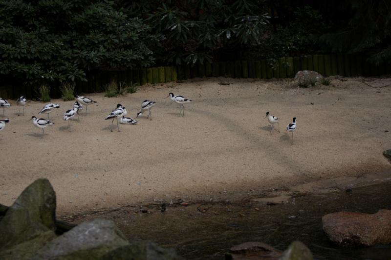 2010-04-13 15:38:19 ** Deutschland, Walsrode, Zoo ** 