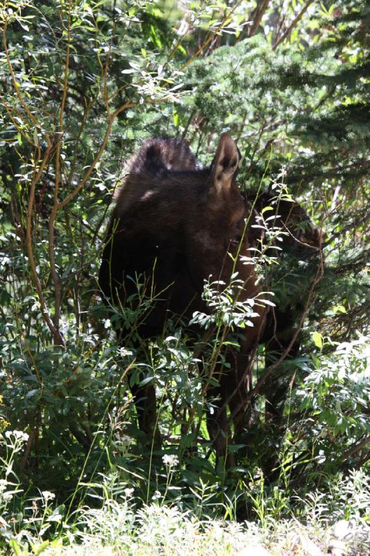 2010-08-21 11:17:06 ** Moose, Uinta Mountains ** 