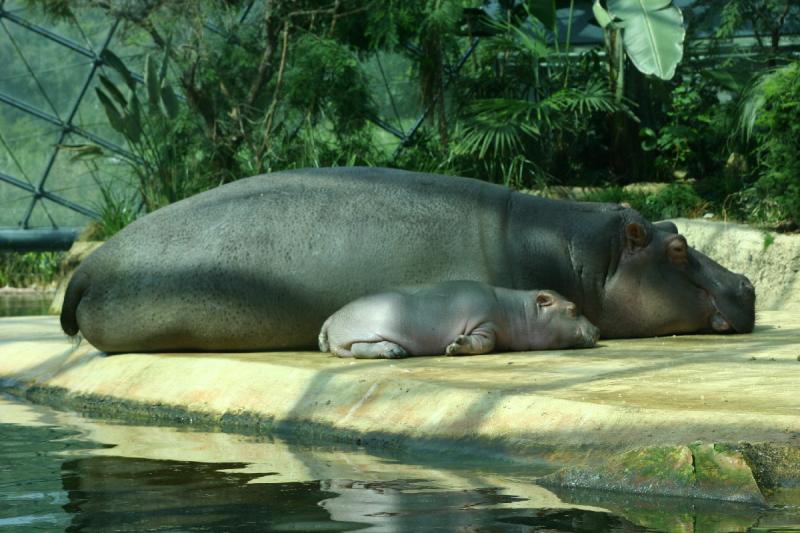 2005-08-24 14:34:12 ** Berlin, Deutschland, Zoo ** Nilpferd mit Baby.