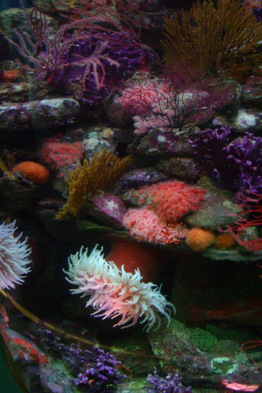 2007-10-13 11:59:52 ** Aquarium, California, Zoo ** Corals and sea anemones. 2007-10-13 11:59:52 ** Aquarium, California, Zoo ** Corals and sea anemones.