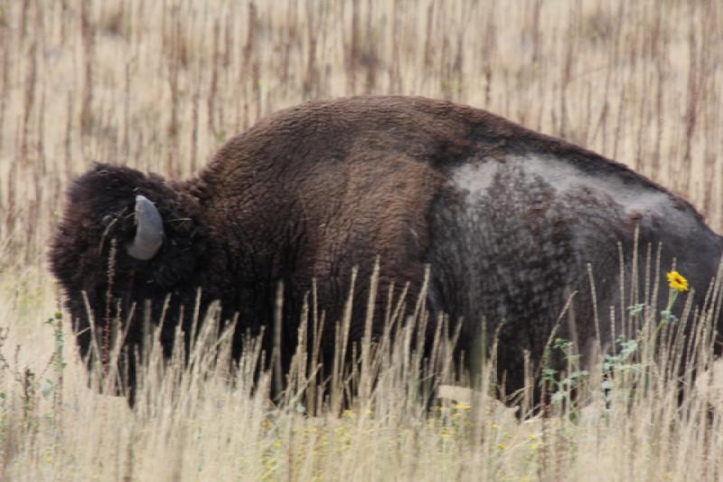 2013-08-24 13:45:53 ** Antelope Island, Bison, Utah ** 