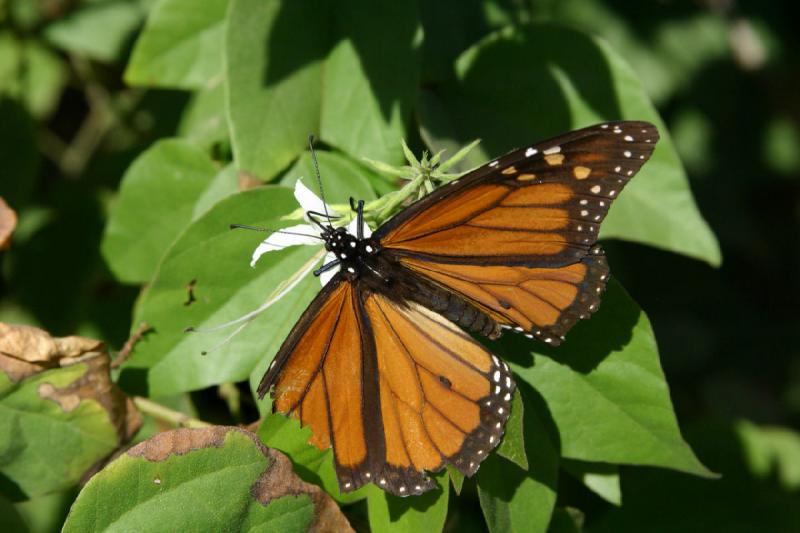 2007-10-27 13:32:32 ** Botanischer Garten, Phoenix ** Dieser Monarchfalter hat einen Teil des Flügels verloren, kann aber immer noch gut fliegen.