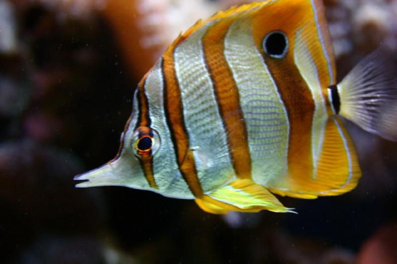 2007-09-01 11:24:42 ** Aquarium, Seattle ** Gelb-weisser Fisch.