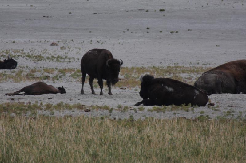 2013-08-24 13:50:55 ** Antelope Island, Bison, Utah ** 