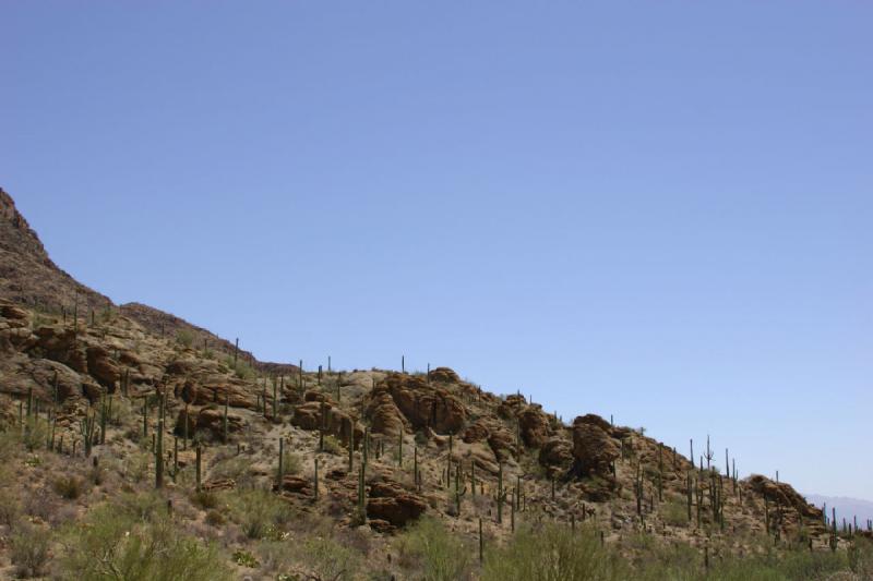 2006-06-17 11:09:04 ** Kaktus, Tucson ** 'Saguaro' Kakteen im 'Tucson Mountain Park'.