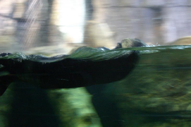 2007-10-13 10:44:48 ** Aquarium, Kalifornien, Zoo ** Seeotter.