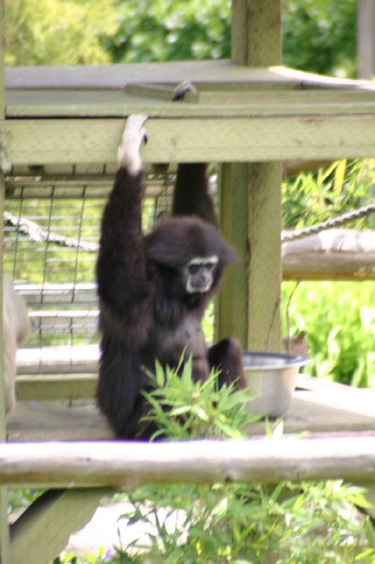 2005-05-07 13:57:42 ** Oregon, Roseburg, Zoo ** Shade-giving wood construction on the monkey island.