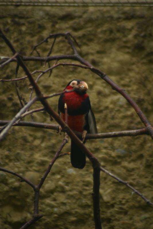 2005-08-24 13:22:00 ** Berlin, Deutschland, Zoo ** Kleiner Vogel, von dem ich wieder nicht weiß, was für eine Art es ist.