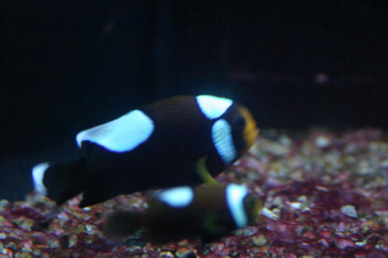 2005-08-25 14:35:27 ** Aquarium, Berlin, Germany, Zoo ** Almost like clownfish.