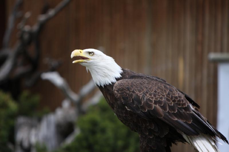 2011-05-07 11:23:13 ** Utah, Weißkopfseeadler, Zoo ** 