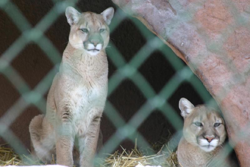 2007-12-09 15:36:58 ** Utah, Zoo ** Pumas.