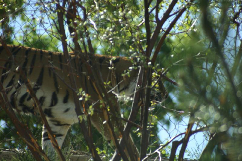 2007-06-18 10:17:48 ** Tiger, Utah, Zoo ** Sibirischer Tiger.