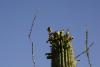 Früchte des Saguaro-Kaktus als Speise für diesen Vogel.