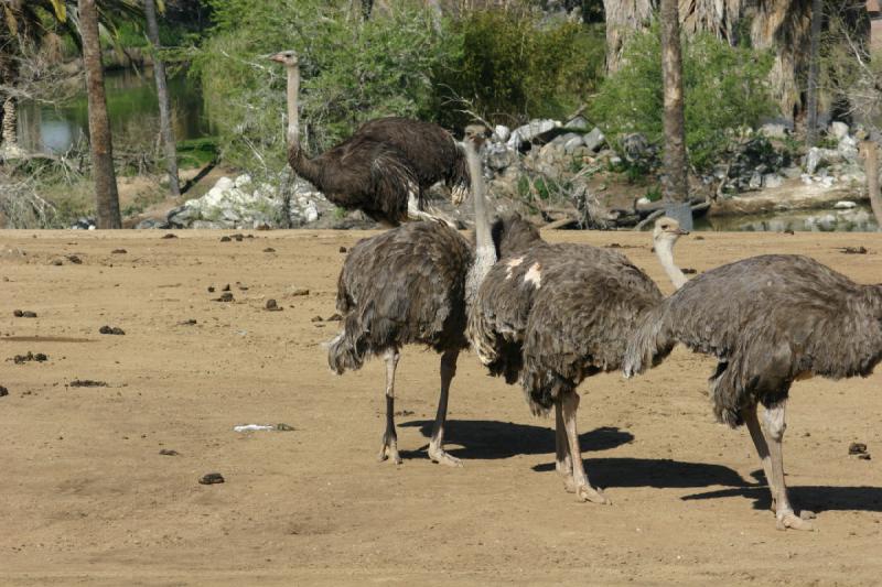 2008-03-21 10:11:12 ** San Diego, San Diego Zoo's Wild Animal Park ** 