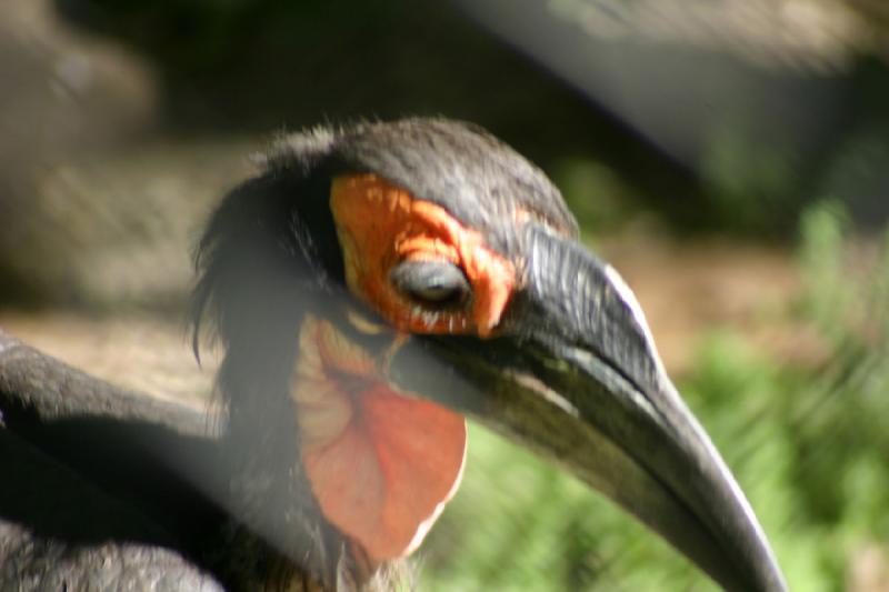 2005-05-21 17:15:41 ** Tracy Vogelpark ** Eigenartiger Vogel hinter einem Zaun.