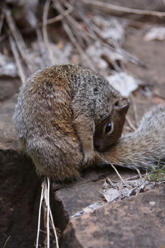 2011-05-29 09:53:37 ** Utah, Zion Nationalpark ** 