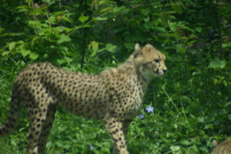 2005-05-07 15:23:42 ** Oregon, Roseburg, Zoo ** Gepard.