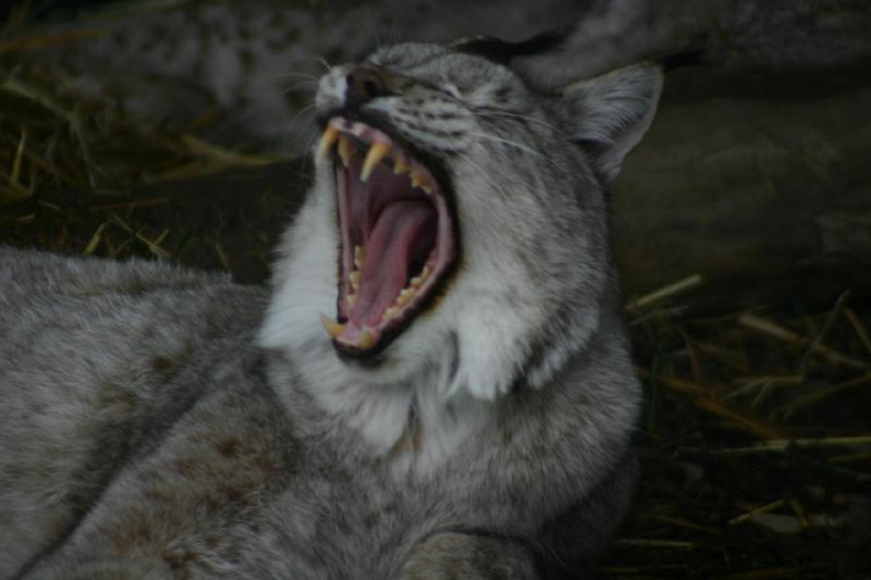 2007-12-09 15:51:28 ** Utah, Zoo ** Gähnender Eurasischer Luchs.