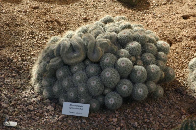 2007-10-27 14:21:06 ** Botanischer Garten, Kaktus, Phoenix ** Mammillaria spinosissima. Dies ist eine Art der Gattung der Warzenkakteen.