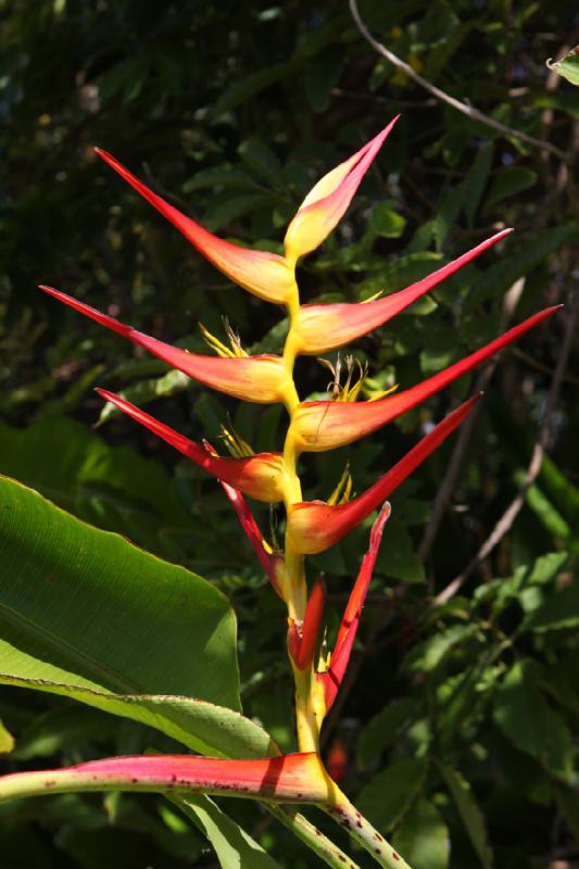 2011-11-27 11:55:34 ** Botanischer Garten, Hawaiʻi, Kauaʻi ** 