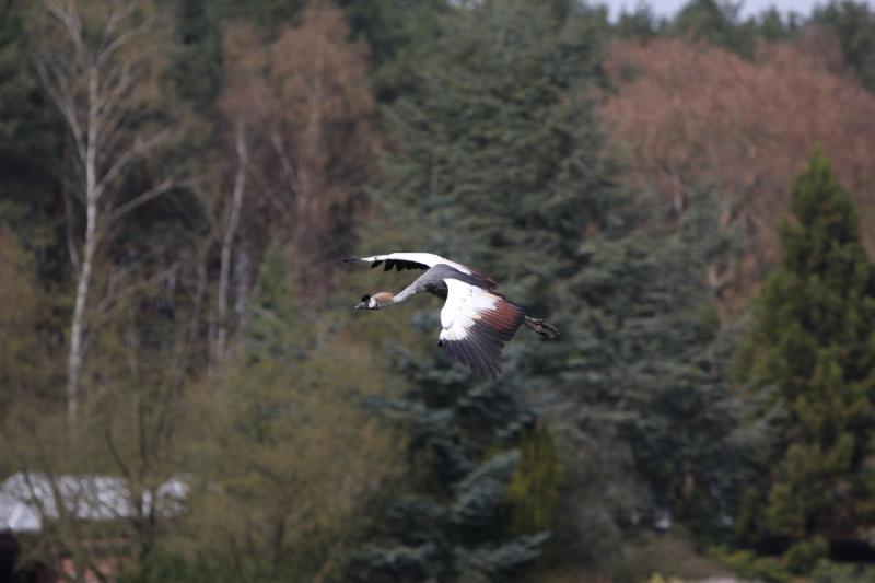 2010-04-13 15:00:10 ** Deutschland, Walsrode, Zoo ** 