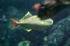 Fish with colorful fins.