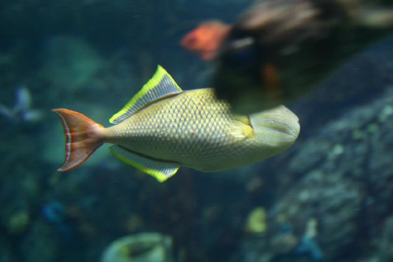 2007-10-13 12:28:22 ** Aquarium, California, Zoo ** Fish with colorful fins. 2007-10-13 12:28:22 ** Aquarium, California, Zoo ** Fish with colorful fins.