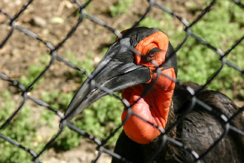 2005-05-21 17:16:32 ** Tracy Vogelpark ** Vogel mit sehr langen Wimpern.