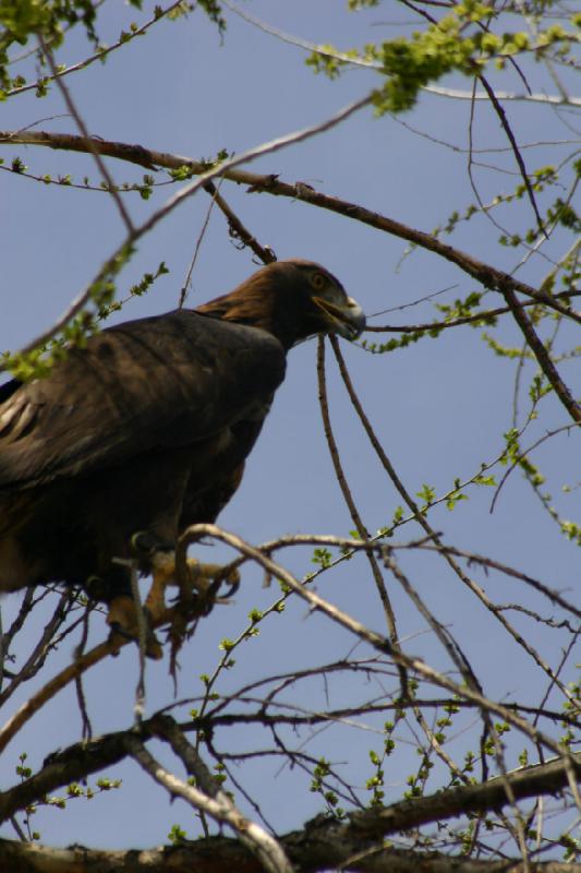 2008-05-04 13:55:04 ** Utah, Zoo ** 